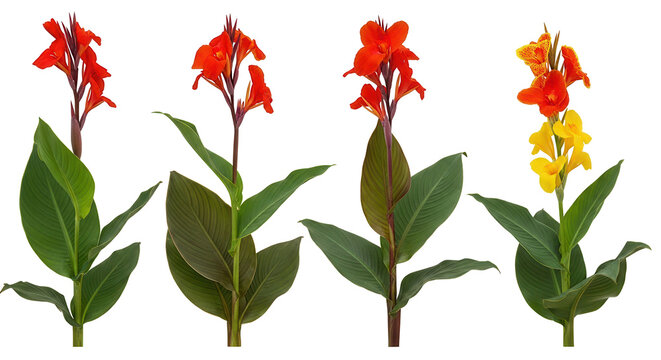 Set of Canna indica (Indian shot, African arrowroot, edible canna, purple arrowroot, Sierra Leone arrowroot) flowering frontal isolated png on a transparent background perfectly cutout high resolution