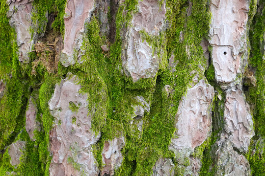 A close-up of a tree trunk covered in soft green moss