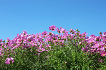 Obraz premium Pink cosmos flowers blooming in a sunny garden with blue sky