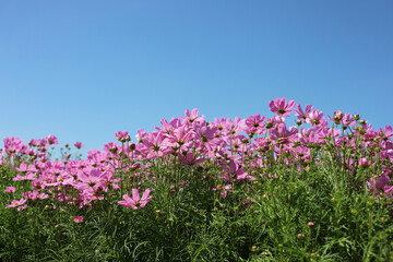 Fototapeta premium Pink cosmos flowers blooming in a sunny garden with blue sky