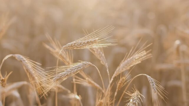 Golden wheat stalks sway gently in a vast field. Sunlight bathes the ripe grains in warm, golden light. Each ear is full, showcasing nature's abundant harvest. The field stretches endlessly