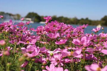 Obraz premium Pink cosmos flowers blooming in a sunny garden with blue sky
