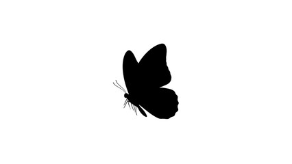 black butterfly silhouette on white background © Yadi