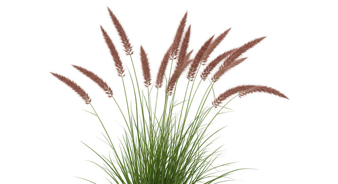 Set of Anemanthele lessoniana (often called gossamer grass or New Zealand wind grass or pheasant's tail grass) isolated frontal png on a transparent background perfectly cutout