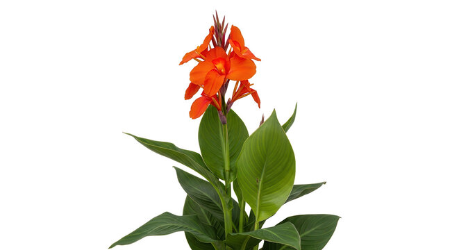 Set of Canna indica (Indian shot, African arrowroot, edible canna, purple arrowroot, Sierra Leone arrowroot) flowering frontal isolated png on a transparent background perfectly cutout high resolution