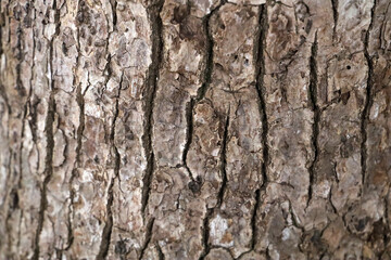 Fototapeta premium Close-up texture of rough tree bark with natural brown patterns.