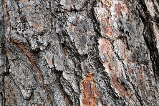 Close-up texture of rough pine tree bark with natural brown patterns.