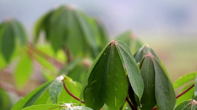 Rain falls and dries the cassava plants