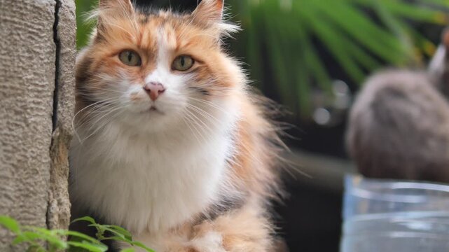 A beautiful long-haired domestic cat with white, orange, and black fur sits alertly, gazing directly into the camera with bright green eyes,