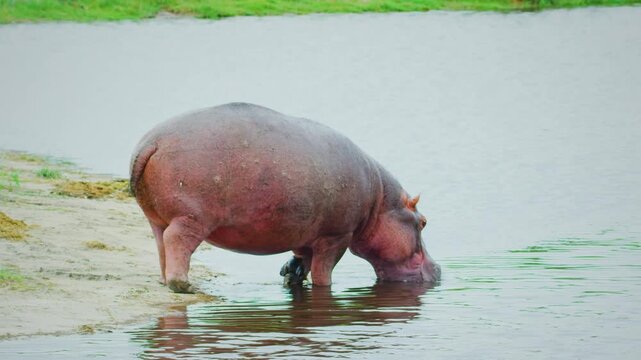 A wild Common Hippopotamus moving into a river in Moremi, Okavango delta, Botswana. 