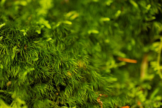 close up of green moss
