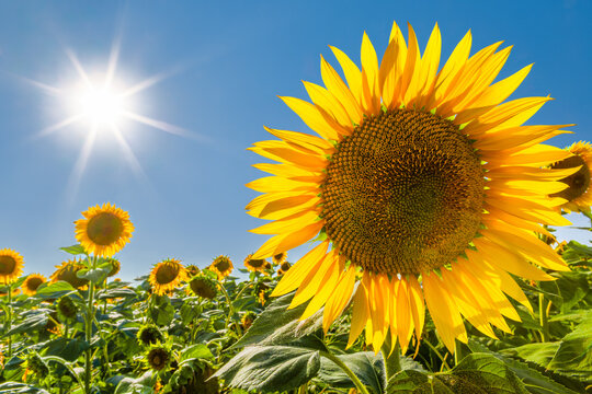 Large sunflower in focus, backlit against blue sky with sun beams, in Romania