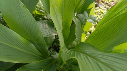 Fototapeta premium Close-up of fresh green turmeric leaves with prominent vein texture. Natural tropical foliage background for wellness and eco-friendly designs.