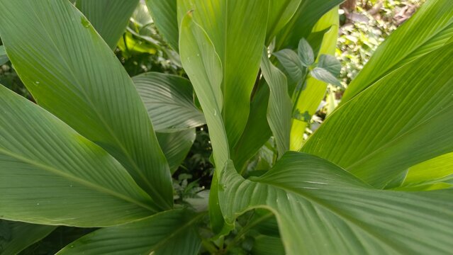 Close-up of fresh green turmeric leaves with prominent vein texture. Natural tropical foliage background for wellness and eco-friendly designs.