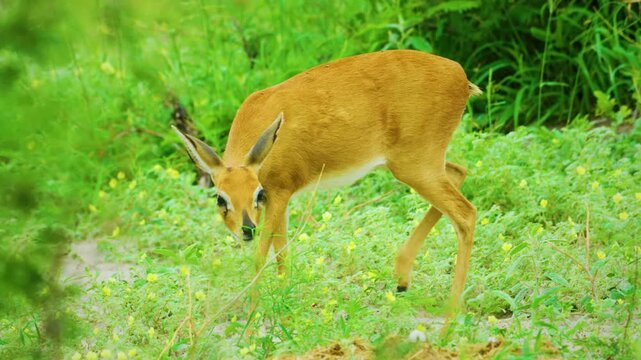 Close up of an Antelope called Oribi (Ourebia Ourebi) Grazing grass in serengeti national park, tanzania. 