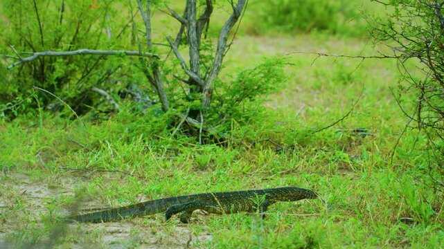 Varanus niloticus, Monitor lizards are lizards in the genus Varanus, the only extant genus in the family Varanidae. They are native to Africa, Asia, and Oceania. 