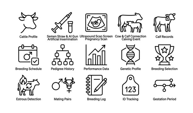 Cattle breeding process overview with genetic and performance insights