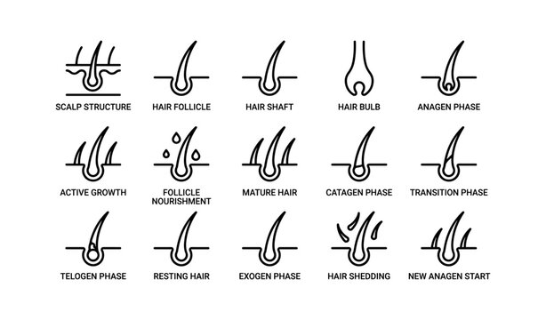 Hair growth cycle diagram with scalp structure and follicle phases
