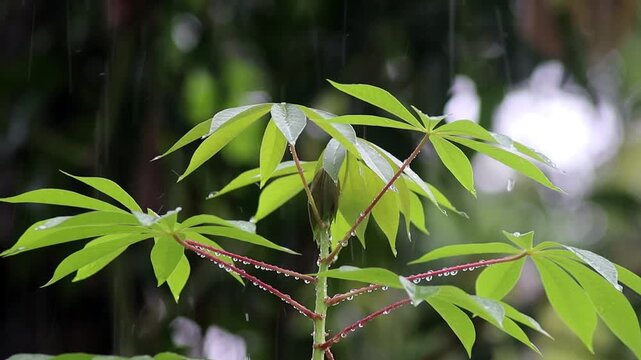 Rain falls and dries the cassava plants