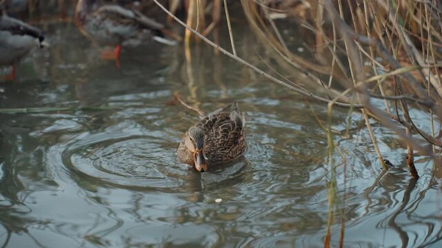 Female mallard snatcher foraging in pond, cautious dabbling near reeds creating circular ripples while searching for submerged food among mud and pondweed muted winter light and calm water reflect