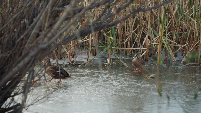 Solitary mallard wading in marsh reeds, light rain creating ripples across pond surface, foreground branches framing scene, duck pecking at water edge, muted brown feathers blending with reeds, quiet