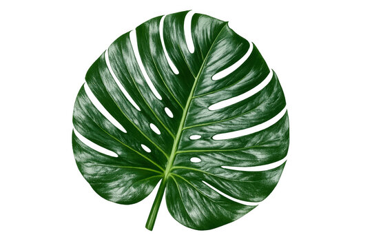 Monstera deliciosa swiss cheese plant leaf isolated