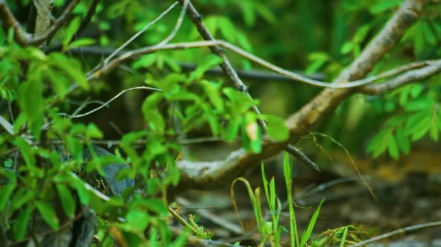 Nile monitor (Varanus niloticus) lizard in grass, Serengeti national park of tanzania. 