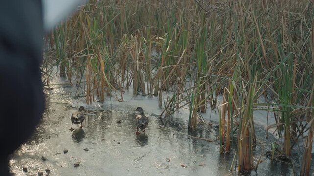Ducks foraging in marsh wetland sunrise, mallard leading small group through shallow water among reeds, sunlight glinting on ripples, mud and cattails visible, birds pecking food, tranquil reflective
