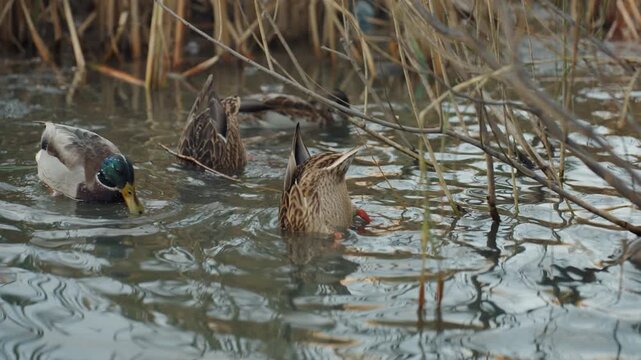 Mallard ducks dabbling among reeds, male snatcher moment as bird snatches food while pair forage in shallow wetland, ripples and muted winter reflections create serene wildlife atmosphere