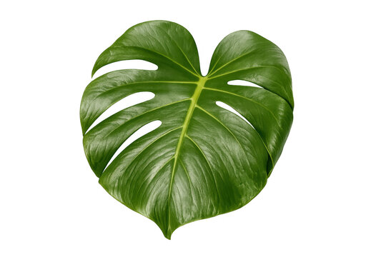 Monstera deliciosa tropical leaf on transparent background