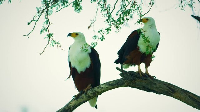 A pair of African Fish-Eagle, haliaeetus vocifer, perched on a tree, Baringo Lake in Kenya. 