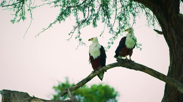 A pair of African Fish-Eagle, haliaeetus vocifer, perched on a tree, Baringo Lake in Kenya. 