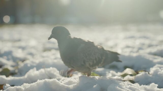 Pigeon foraging on snowcovered ground cinematic backlit morning in urban park, solitary pigeon pecks for crumbs among melting snow, soft bokeh, parked cars blurred in background, cold golden light,