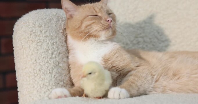 Cute ginger cat and chick in armchair, closeup. Camera moving forward