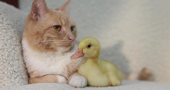 Cute ginger cat and duckling in armchair, closeup. Camera moving forward