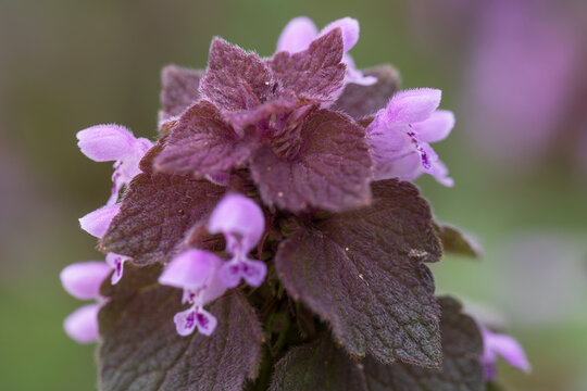 red deadnettle