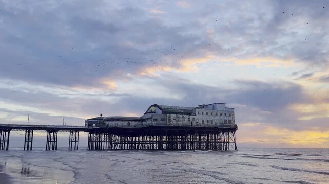 A Swarm of birds at night, at the beach of Blackpool, UK.