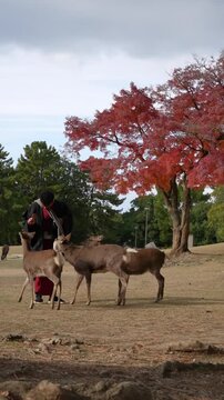 Man feeding wild deer in scenic nature in Nara Japan 