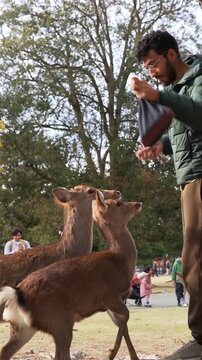 Authentic Japan experience feeding deer in autumn