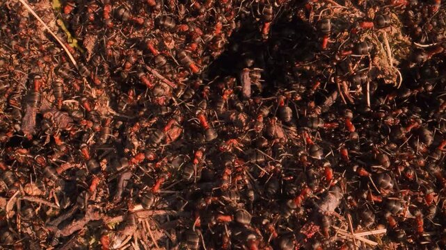 Macro slow-motion footage of Wood ants (Formica rufa) swarming across the surface of an anthill in early spring sunlight. Large numbers of ants move actively as part of natural colony behavior