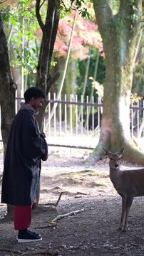 Wildlife interaction with deer in autumn forest Japan