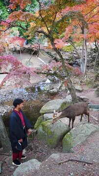 Travel experience with deer in Japanese garden during fall