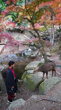 Peaceful moment with deer and autumn foliage in Japan