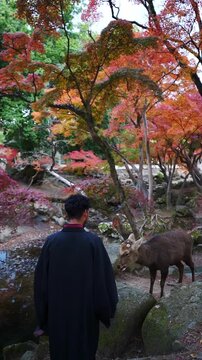 Man feeding wild deer in scenic nature in Japan