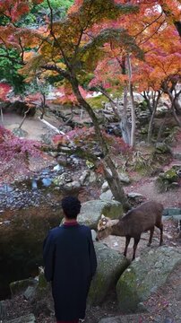 Cultural experience with deer in Japanese autumn park