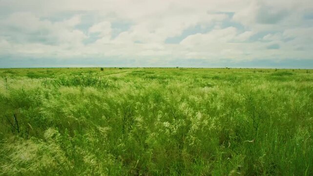 Summer landscape with high grass waving in wind under cloudy sky, africa, wildlife forest. 