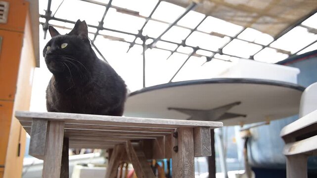 日向東港で箱座りする黒猫 （福井県三方郡美浜町, 2026年2月）