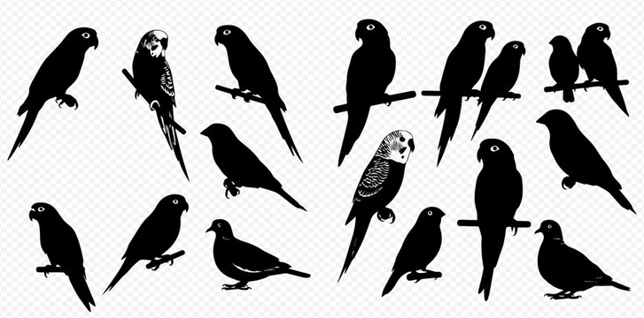 Set of various bird silhouettes including parrots, finches, and doves, isolated on a transparent background.