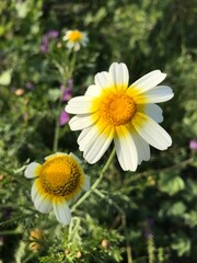 Obraz premium Crown Daisy close up. Glebionis coronaria. Marguerite Daisy flowers. – Close-up of Blooming Flower in Natural Garden Setting. Wild daisy flower.