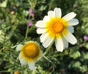 Fototapeta premium Crown Daisy close up. Glebionis coronaria. Marguerite Daisy flowers. – Close-up of Blooming Flower in Natural Garden Setting. Wild daisy flower.